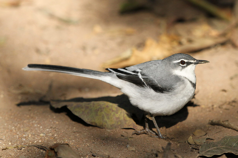 UCT researchers are among a team that has shown climate change is responsible for a group of mountain wagtails (pictured) becoming smaller over time. 