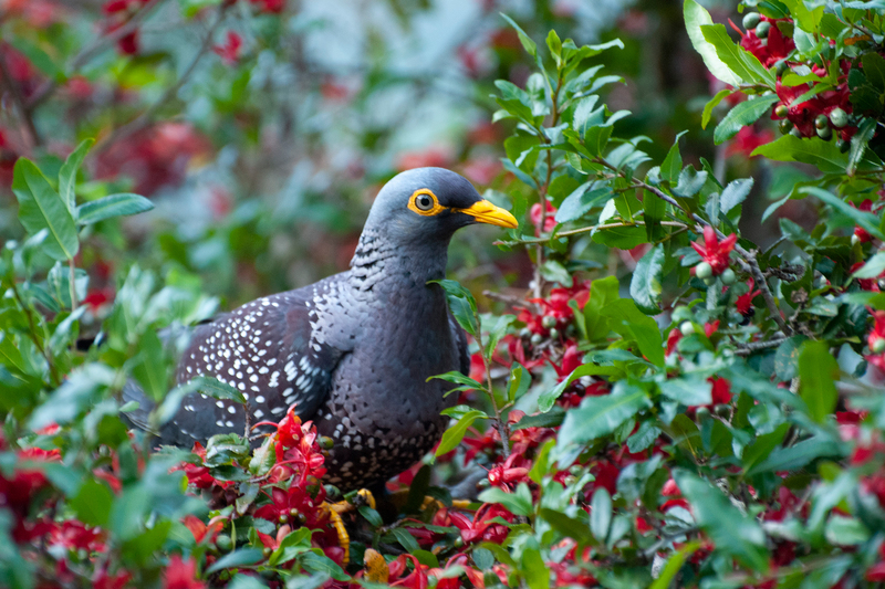 A new study shows that South African birds, like this African Olive Pigeon, prefer to live in higher income areas.