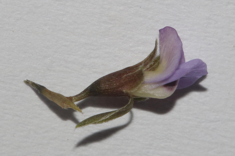 <em>Psoralea cataracta</em> was discovered by Brian du Preez, a PhD student in botany at the University of Cape Town, when he accidentally stumbled upon a population on a narrow track close to a river on a farm near Tulbagh. 