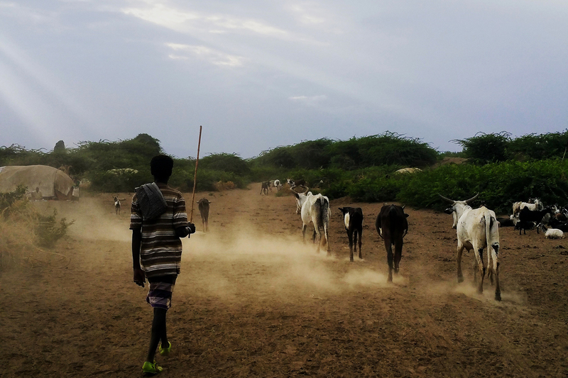 A pastoralist herding cows and goats in the semi-arid Awash River Basin in Ethiopia, one of ASSAR's research areas in East Africa.