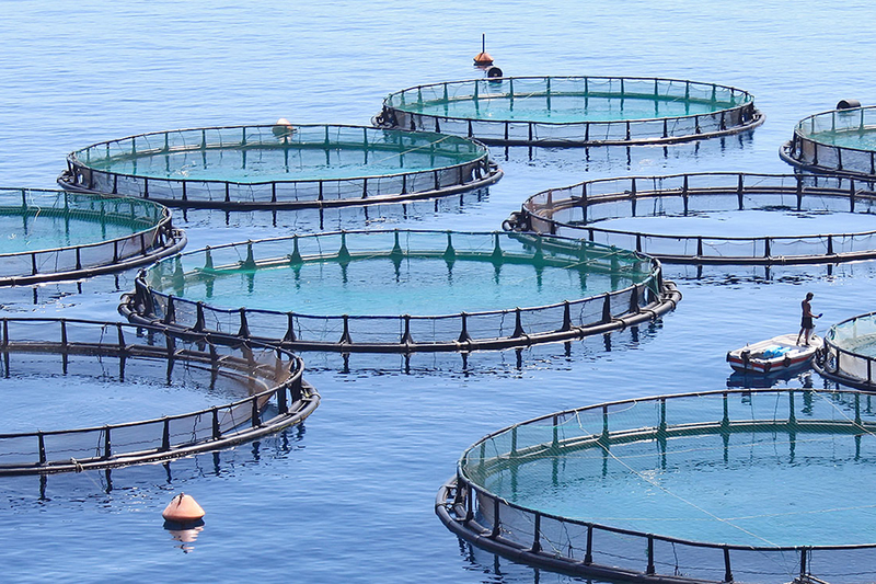 Aquaculture has the potential to provide much-needed food security, create job opportunities and boost local business prospects throughout Africa.