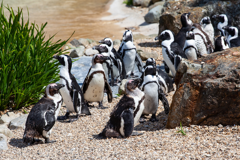 The African Penguin is an endangered species with barely 20 000 breeding pairs left.