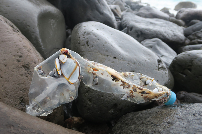 A plastic bottle freshly stranded on Inaccessible Island. The most recently manufactured bottles that wash up on the island, most of which come from Asia, seldom carry goose barnacles like this, suggesting they have not been at sea for very long.