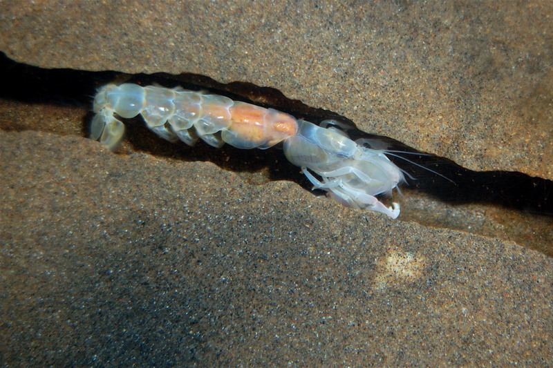 Sandprawns are renowned burrowers that can dig several metres deep into the ocean floor. <b>Photo</b> Charles Griffiths.