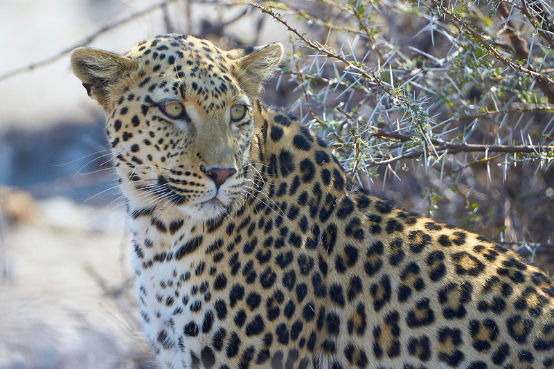 A UCT study gathered over 15 years of data to reconstruct the home ranges and family pedigrees for 150 leopards.