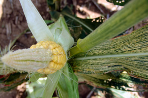 Maize streak virus cob and leaf
