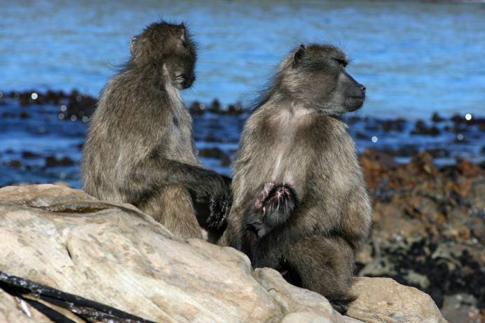 Sea foraging baboons