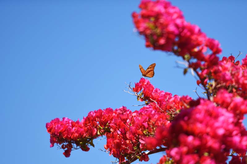 A butterfly lands on bright bougainvillea.