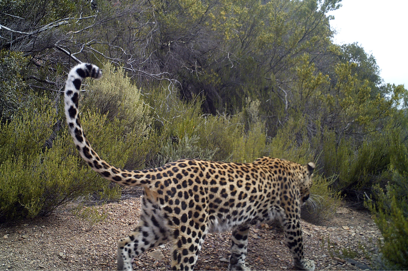 Leopard picture taken by a camera trap set in Anysberg Nature Reserve.