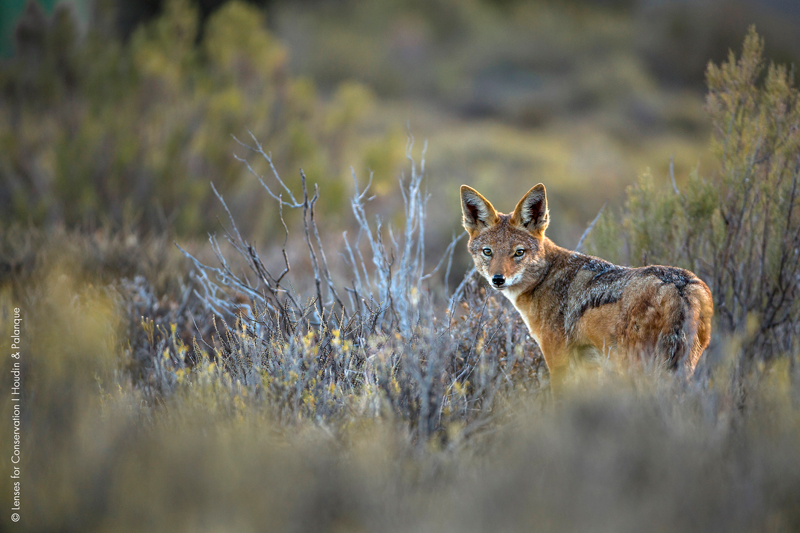 Black-backed jackal (Canis mesomelas) photographed in the Central Karoo.