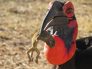 Southern Ground Hornbill with snack. Photo Lucy Kemp.