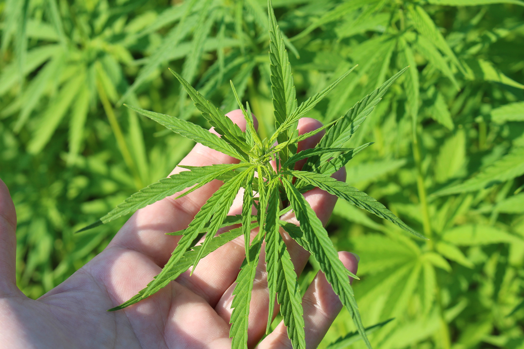 Dagga law details now up to Parliament | UCT News
