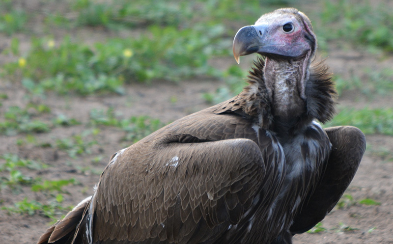 Growing pesticide, lead threat to vultures