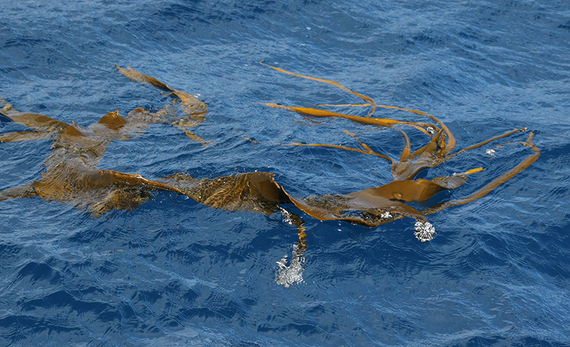 Drifting kelp raises warning for warming Antarctica 
