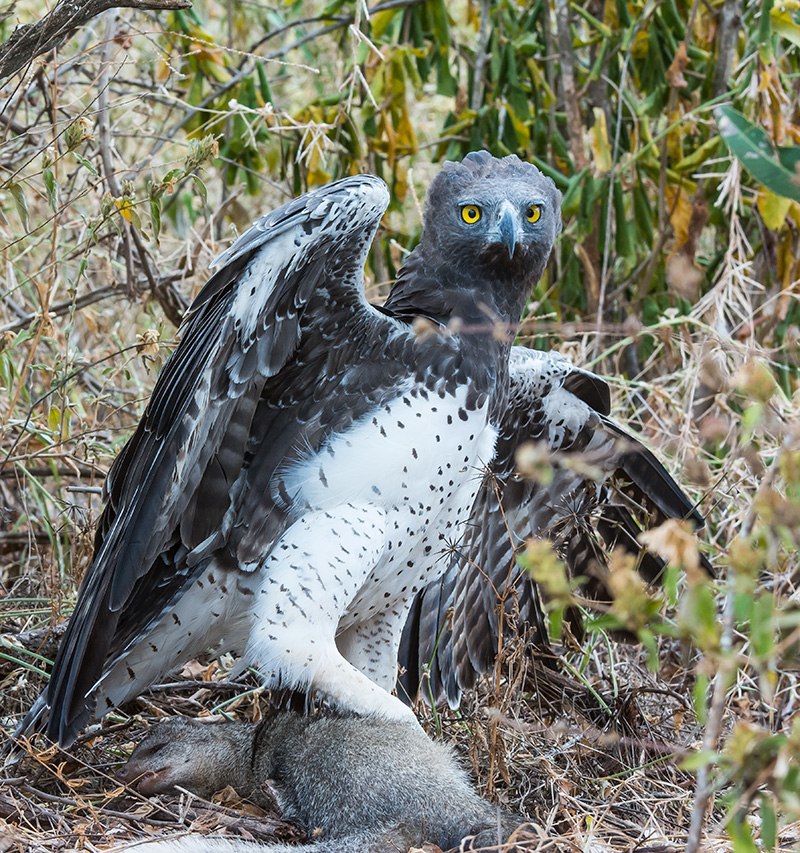 Happy snappers unwittingly gather valuable Martial Eagles data