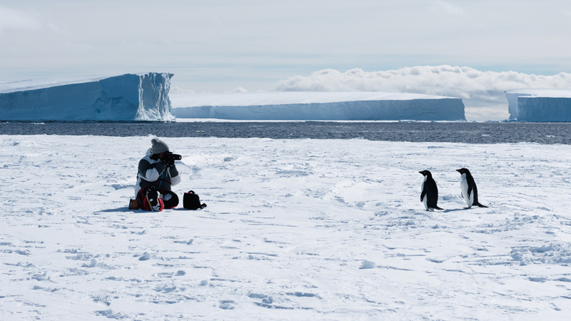 Paparazzi at Antarctica