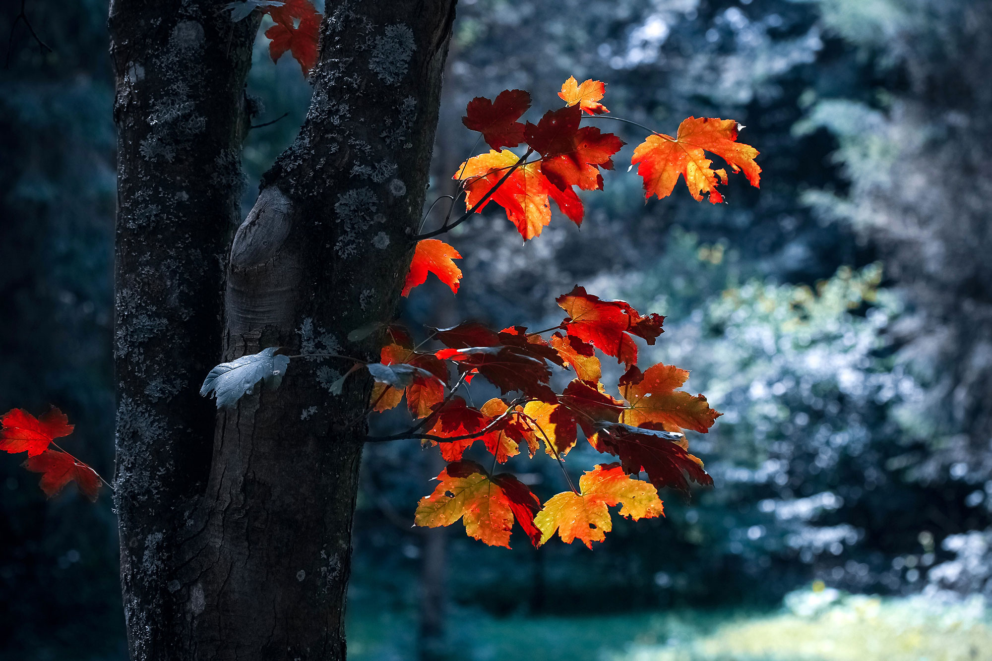 When autumn leaves | UCT News