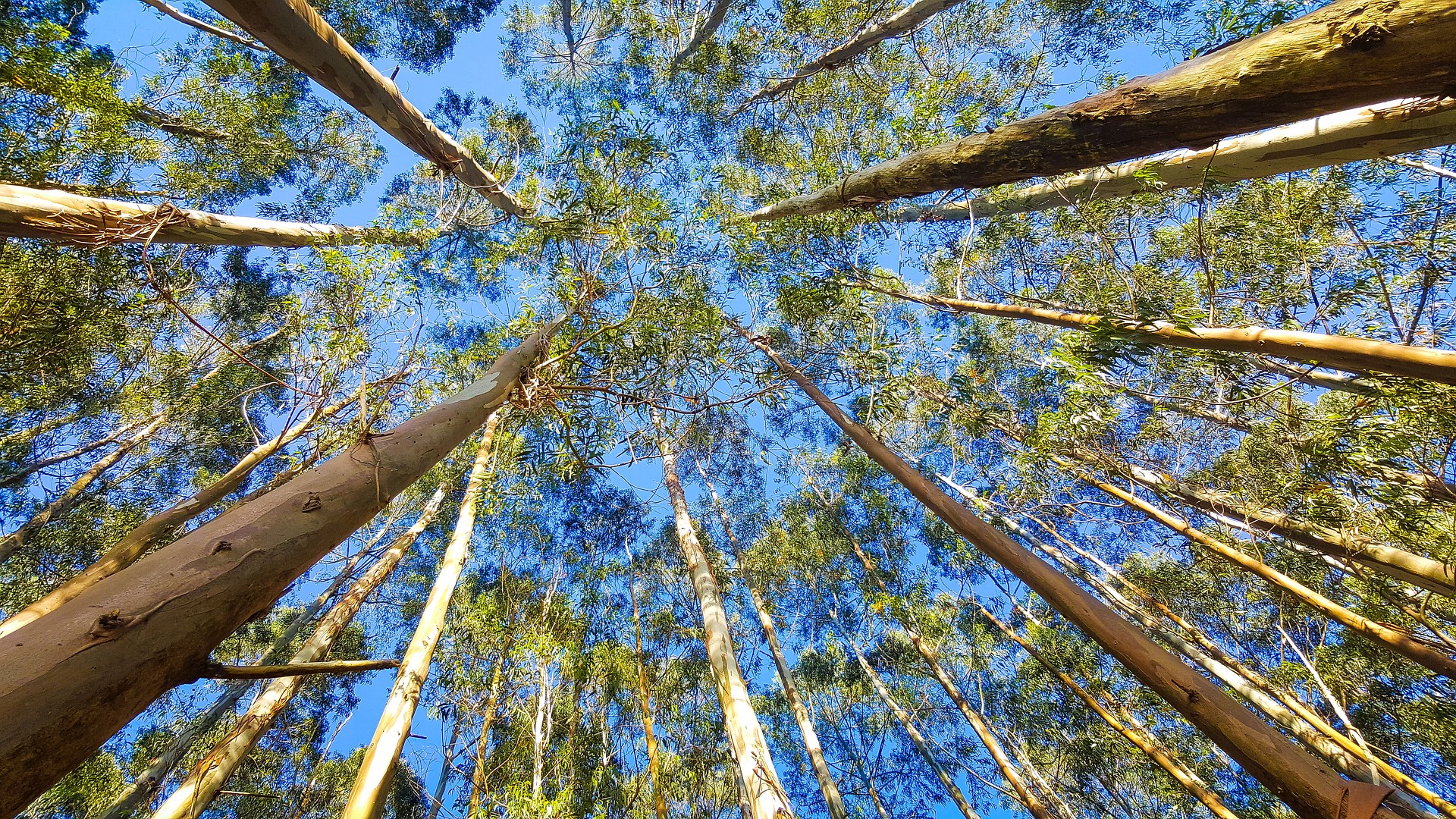 Invasive Alien Plants In South Africa Pose Huge Risks But They Can Be 