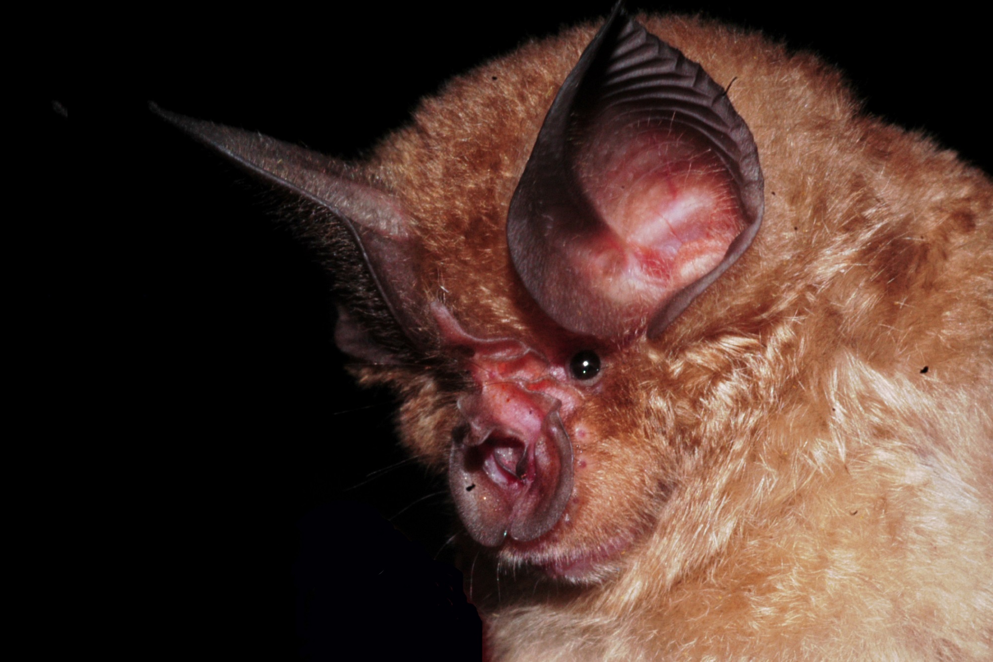 Do bats chat? - UCT News