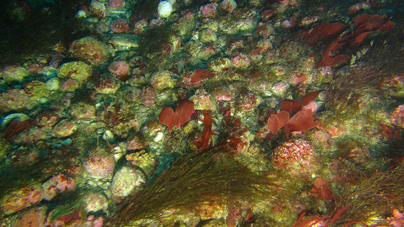 This photo, captured by the ROV, shows a rhodolith bed off the Kei River mouth, South Africa.