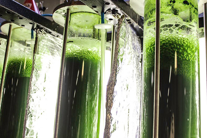 An array of transparent cylinders glow jade in the dark laboratory, displaying a brilliant green elixir in bubbling columns. The lab is quiet except for the movement of the liquid that gently froths at the top of the glass cylinders.