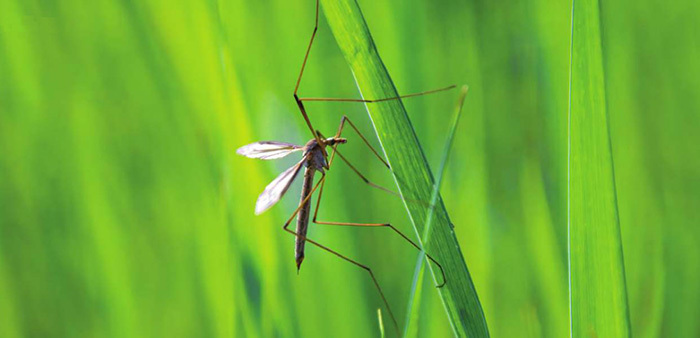 A mosquito waits, poised, on a blade of greenery.