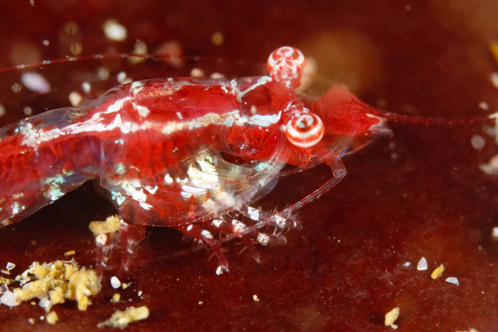 Stargazer: The new species of shrimp named after UCT alumnus and computer scientist Guido Zsilavecz who discovered it, and described by Emeritus Professor Charles Griffith in a co-authored paper with Prof Karl Wittmann of the University of Vienna. <b>Photo</b> Guido Zsilavecz.