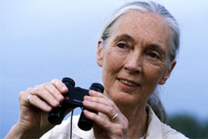 On Thursday this week, UCT will be honoured to host the world's foremost chimpanzee researcher, Dr Jane Goodall. Her name is synonymous with groundbreaking primatology research, which she has been conducting for over half a century.