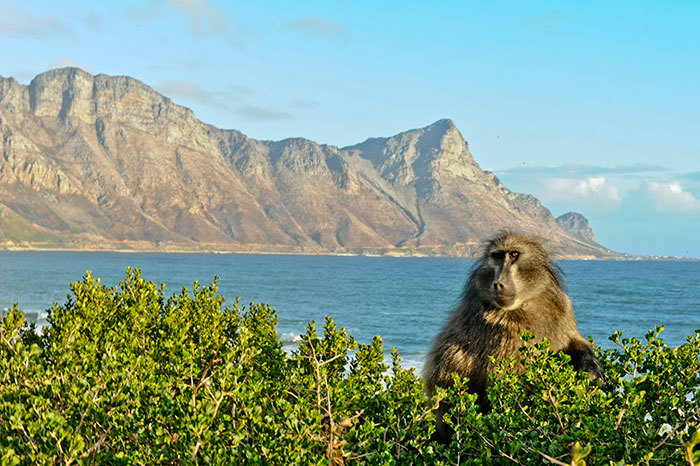 Shrinking habitat: There are fortunately very few baboon troops left in the areas that burnt in Peninsula's recent fires, says Prof Justin O'Riain, head of UCT's Baboon Research Unit.