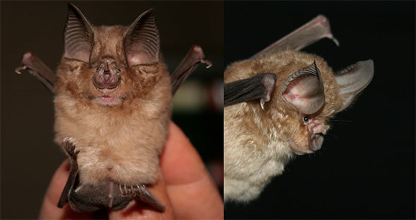 The Cape horseshoe bat is so named because of the shape of the skin surrounding its nostrils.