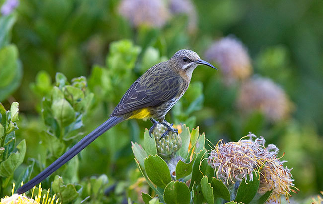 The Cape sugarbird is vulnerable to ailments, including obesity, that are linked to climate change and urbanisation. (Photo by J Tinkler.)
