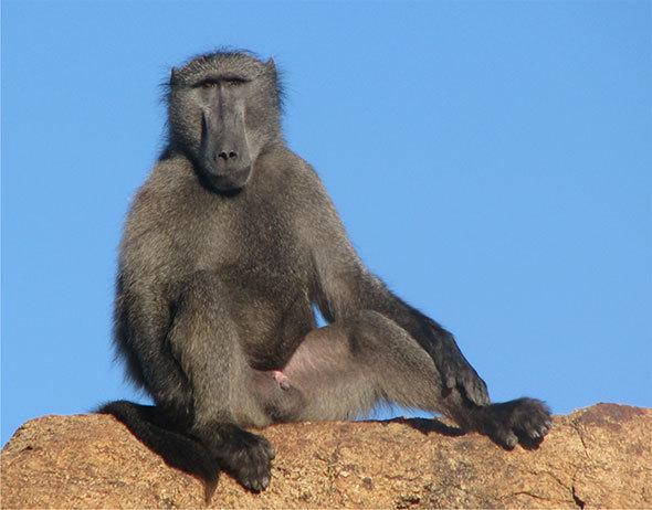 Adult ursinus male at Augrabies National Park, South Africa. (Photo by R Sithaldeen.)