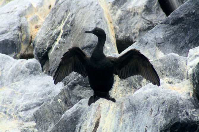 A Cormorant spreading its wings.