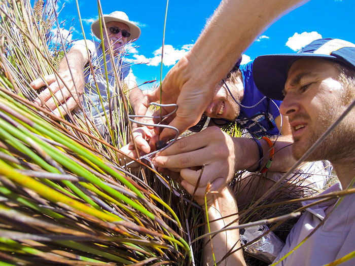 Out there: A new system designed by postdoc Dr Rob Skelton (right) to describe drought strategies in plants will help conservationists understand the impact of future drought on biodiverse hotspots such as fynbos areas. The topic is covered in a new <i>PNAS </i>paper, co-authored by Prof Todd Dawson (left in picture) and Dr Adam West. Here the researchers attach probes to restios. (Partly obscured in picture, MSc student Jacques Nel.)