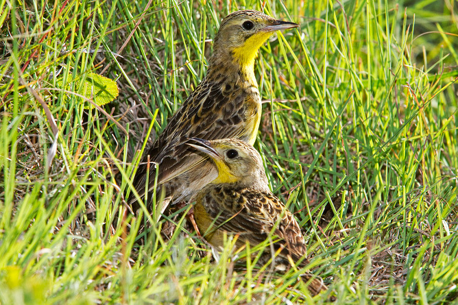 Globally vulnerable yellow-breasted pipits are endemic grassland specialists severely affected by current farming practices. (Photo by Warwick Tarboton.)