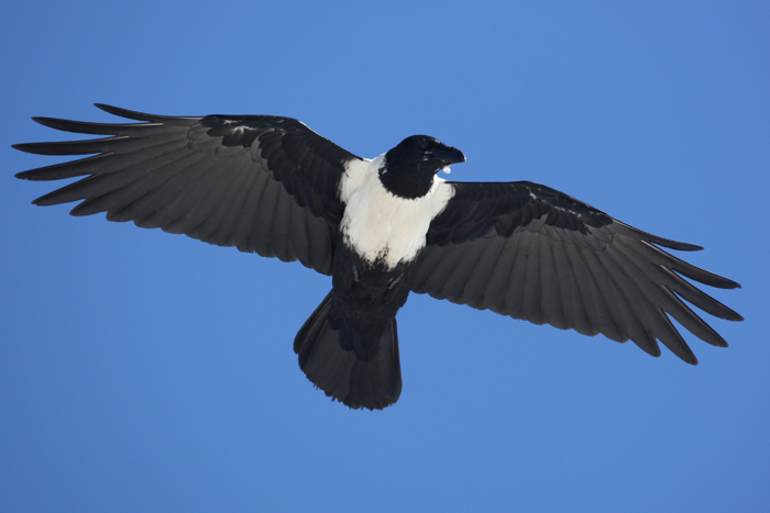 Pied crow numbers are growing because of powerlines and climate change. This growth is distressing to some. Photo by Peter Ryan.