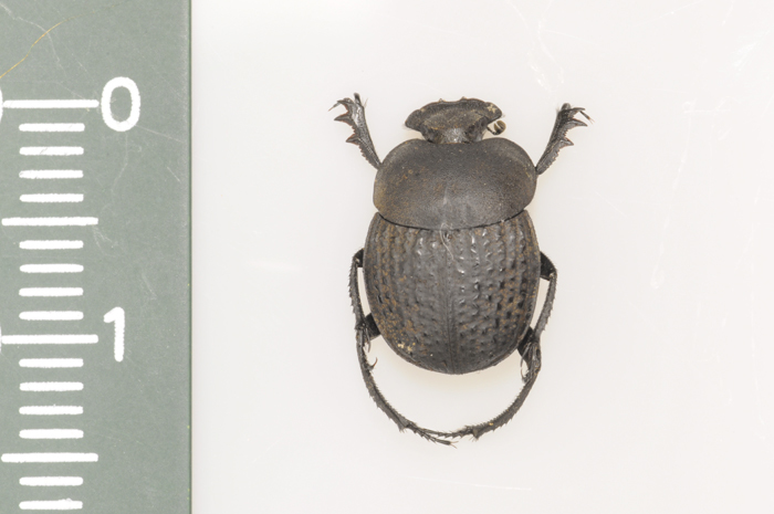 The dung beetle </em>(E. Flagellatus) <em>regularly buries seeds produced by the Cape Restio</em> (Ceratocaryum argenteum)<em>, believing them to be dung.