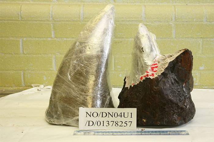 Rhino horn in packaging horns, seized by UK Border Agency, stolen for sale from Colchester Zoo. Photo, courtesy of UK Home Office, accessed via <a href="https://www.flickr.com/people/49956354@N04" target="_blank">flickr</a>.