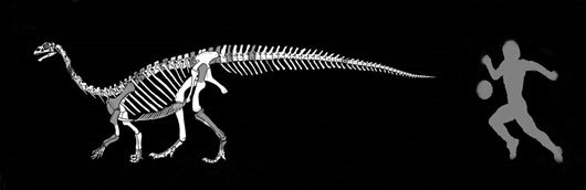 Sefapanosaurus as compared to a soccer player to give an idea of its size. Shaded bones in the Sefapanosaurus skeleton show the fossilised remains in the collections.