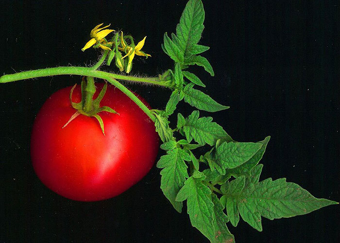 Could we design crops like this tomato plant so that they are better able to defend themselves against infection? (Photo by David Besa, accessed via <a href="https://commons.wikimedia.org/wiki/File:Tomato_scanned.jpg" target="_blank">Wikimedia Commons</a>.)
