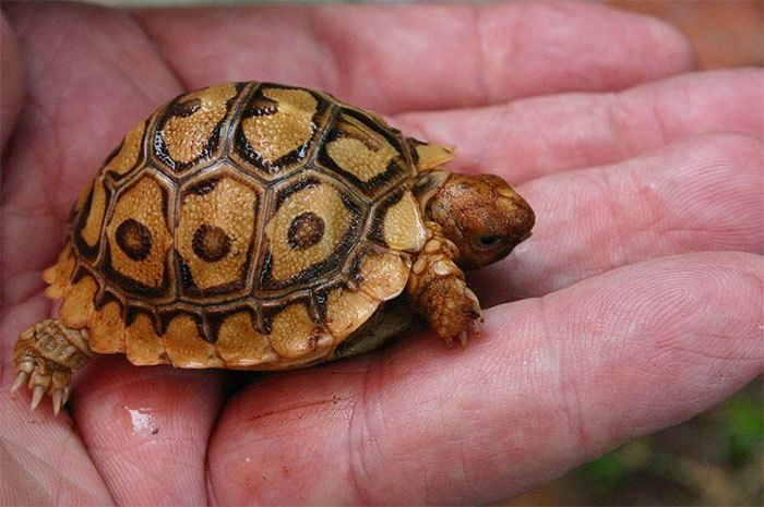 The impact of wildlife crime is not limited to charismatic species like rhino, elephants and lions. In the Western Cape, collectors and scientists have been implicated in smuggling rare colophon beetles, tortoises and plants, including 80 000 proteas. Photo accessed via <a href="http://en.wikipedia.org/wiki/File:Geochelone_pardalis00.jpg" target="_blank">Wikimedia Commons</a>.