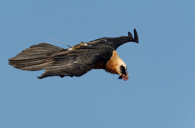 Adult flying with a transmitter. (Photo by Shane Elliott.)