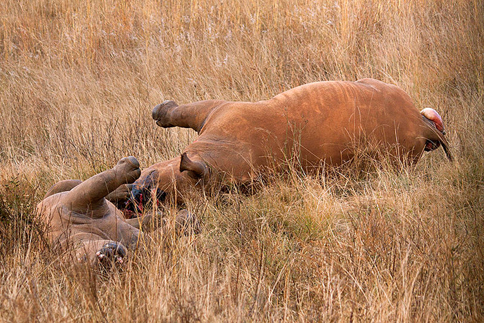 Photo by Hein Waschefort, accessed via <a href="http://en.wikipedia.org/wiki/File:Rhino_poaching.jpg" target="_blank">Wikimedia Commons</a> under a CC-BY-SA licence