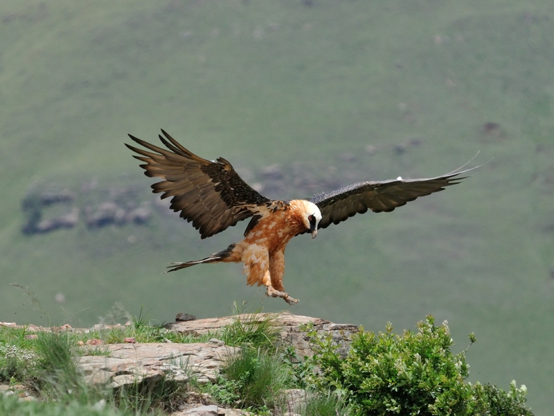 Human factors have been pegged as the most harmful to the critically endangered Bearded Vulture.