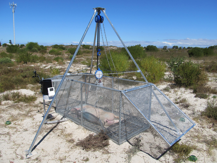 The cage is rigged to allow for regular weighing of the carcass: the pig is placed on a grid that forms the floor of the cage. A tripod is erected over the cage, a block-and-tackle and hanging scale are attached, and the grid is secured to the hanging scale via four cables.