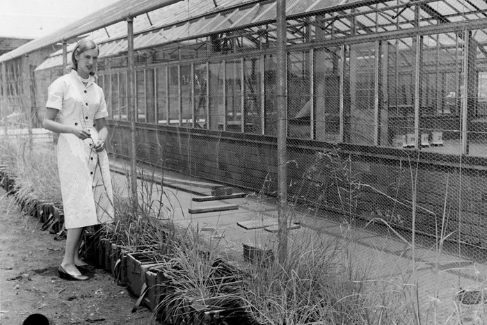 Myfanwy in her mid-twenties working on the genetics of red grass  (Themeda triandra).