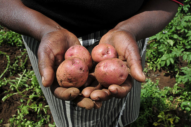 Food security efforts need to look beyond urban agriculture.