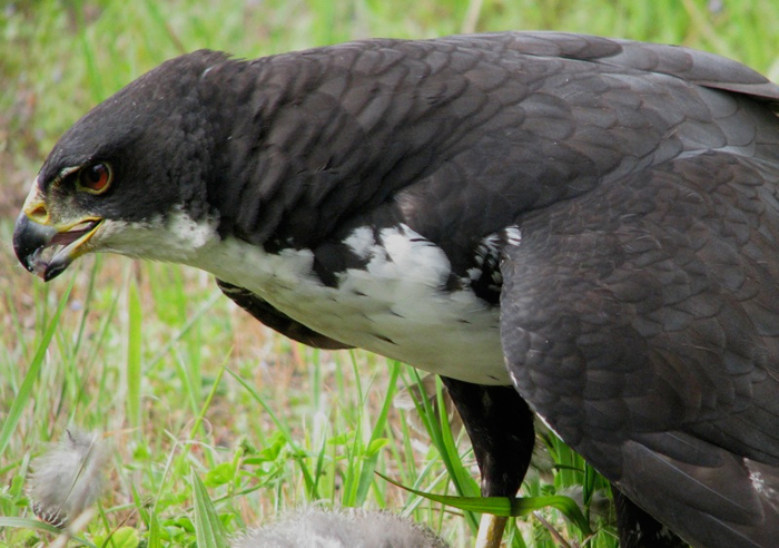 This black sparrowhawk was photographed near Stellenbosch. Black sparrowhawks are either completely dark or have a white breast. Images such as this posted online hold valuable information for scientists.<