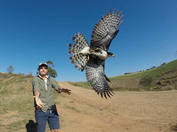 Bird released: PhD student and lead author Gareth Tate releases a Black Sparrowhawk (white morph).
