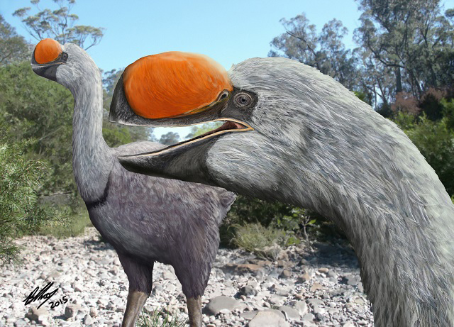 Reconstruction of Dromornis stirtoni, the giant bird that stood 3m tall and weighed about 480 kg. By Brain Choo of Flinders University, Adelaide, Australia.